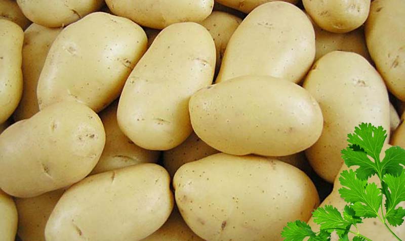 Семенной картофель 1. Импала